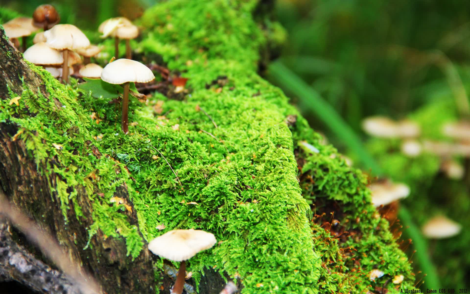 世界羽毛球超级赛:混双对抗吸引大量关注,羽毛球混双 世界排名